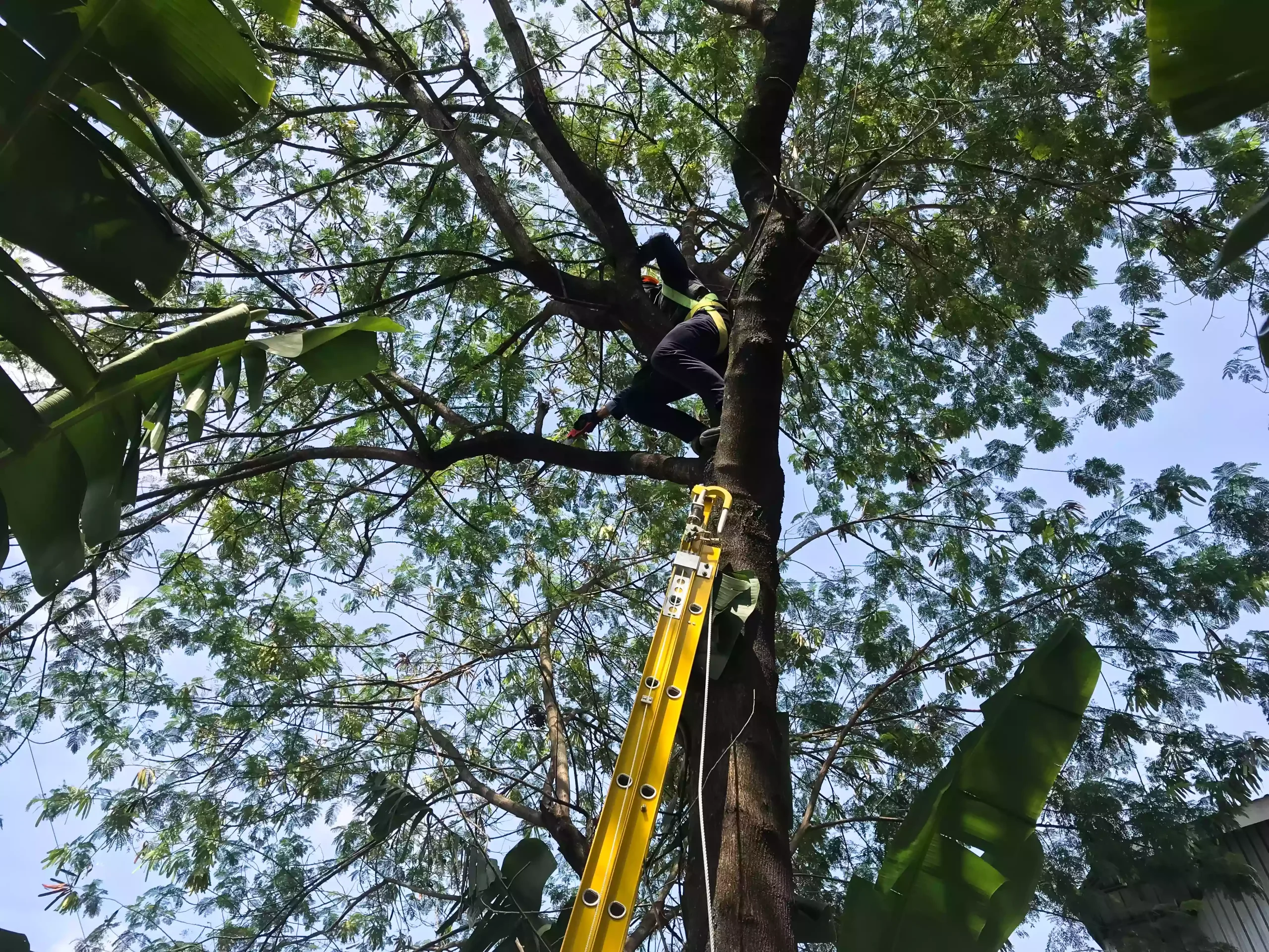 tree trimming