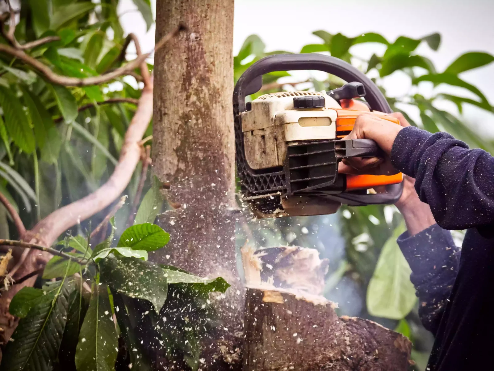 tree services